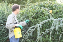 Pulvérisateur à pression préalable Floraly 5 Optima 3L